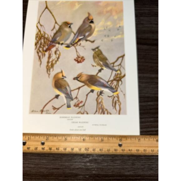 VTG Waxwing Bookplate Allan Brooks Lithograph Bird Portraits In Color - Picture 3 of 8